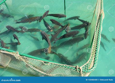 fish cage|Fish Care .